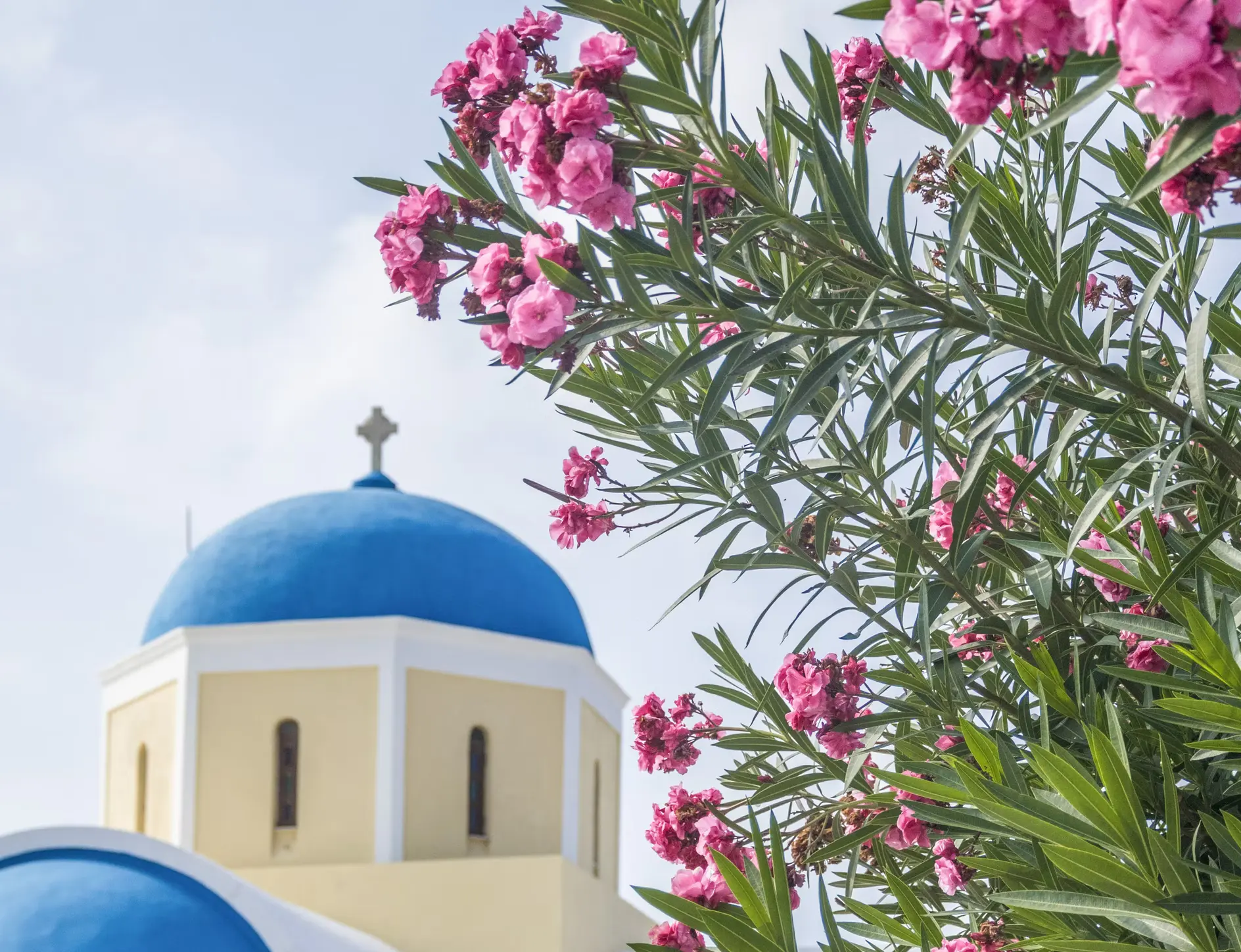 pink flowers and chapel